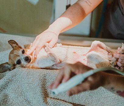 Vet Nurse and Puppy
