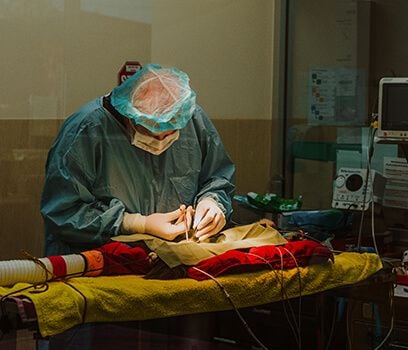 Veterinary Surgeon