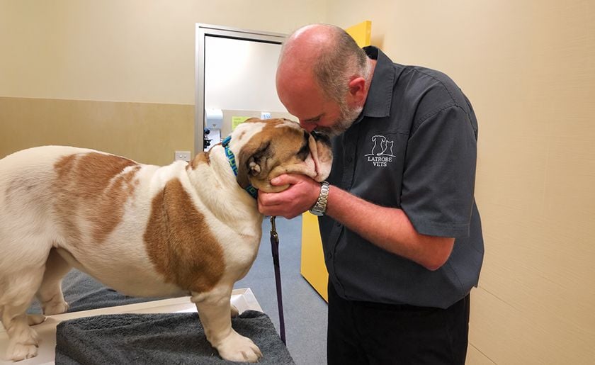 Senior Pet Care Senior Pet Care