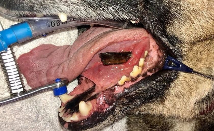 Dentistry Dentistry