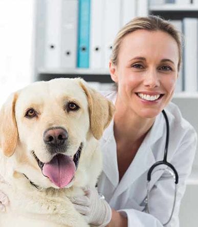 Vet Doc
