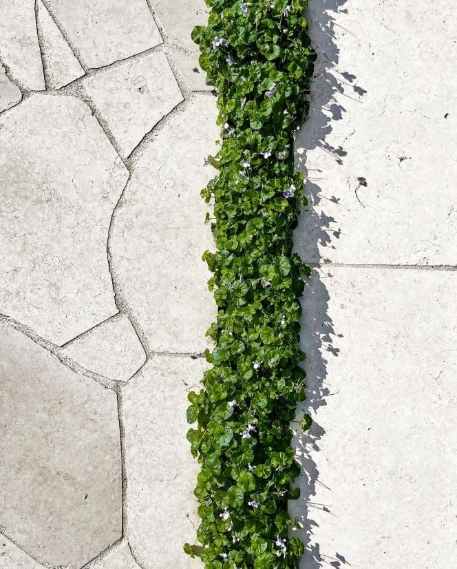 Patara Limestone Patara Limestone