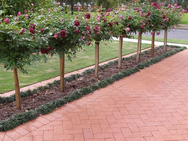 Austral Bricks Earth Series