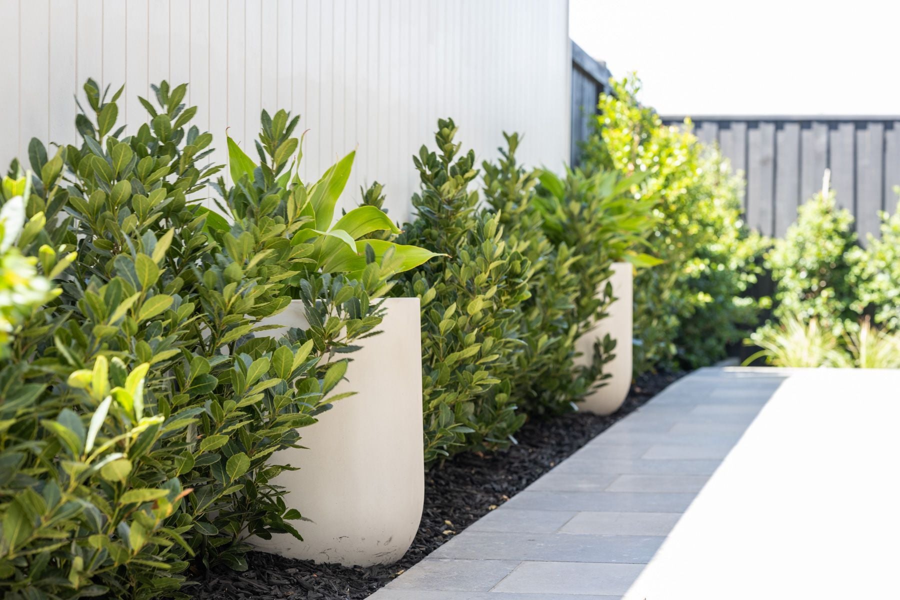 Cinza Limestone Cinza Limestone