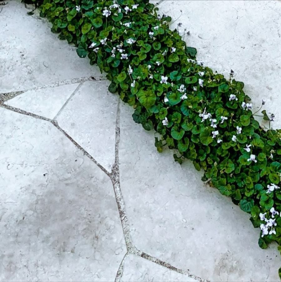 Atri Limestone Crazy Pave