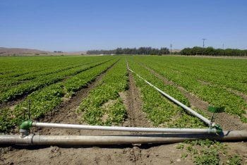 Drip irrigation