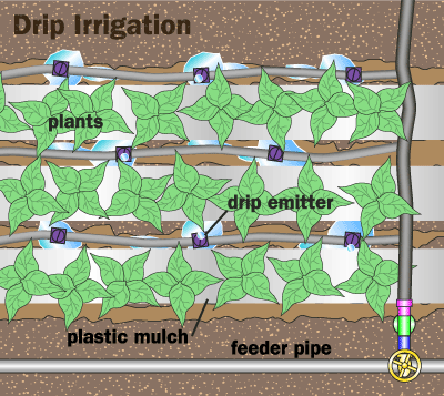 Drip irrigation Drip irrigation