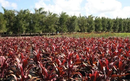 Nursery irrigation systems in Brisbane Nursery irrigation systems in Brisbane