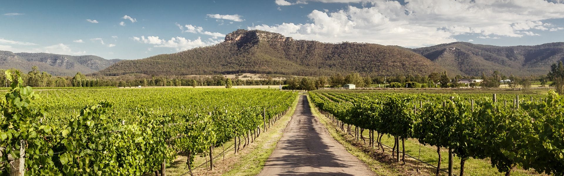 hunter valley wine tour from newcastle