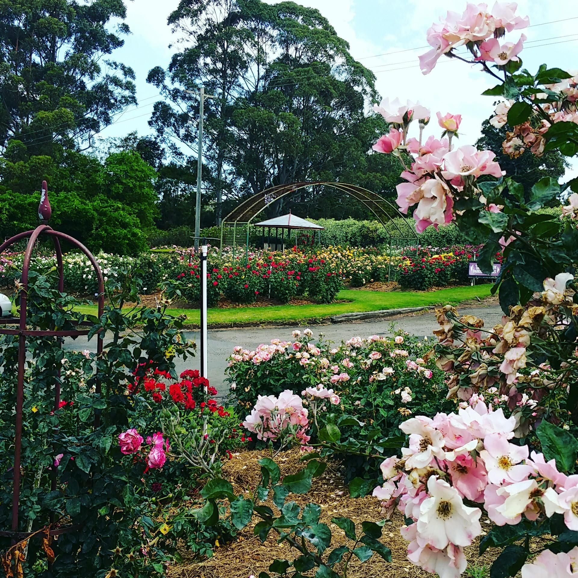 Swane's Nursery Swane's Nursery