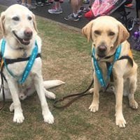 Guide Dogs NSW Day Tour Image -5a0bc8e1d8ee8