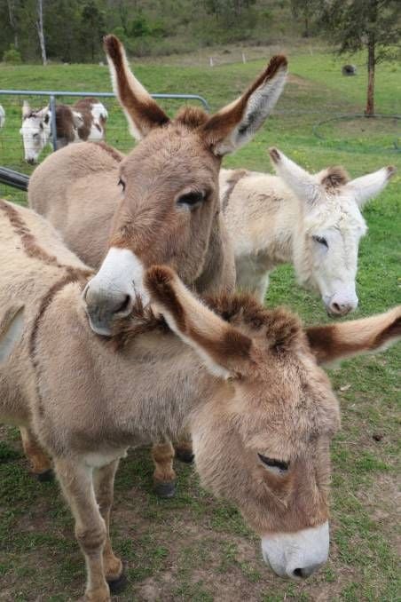 Good Samaritan Donkey Rescue Good Samaritan Donkey Rescue