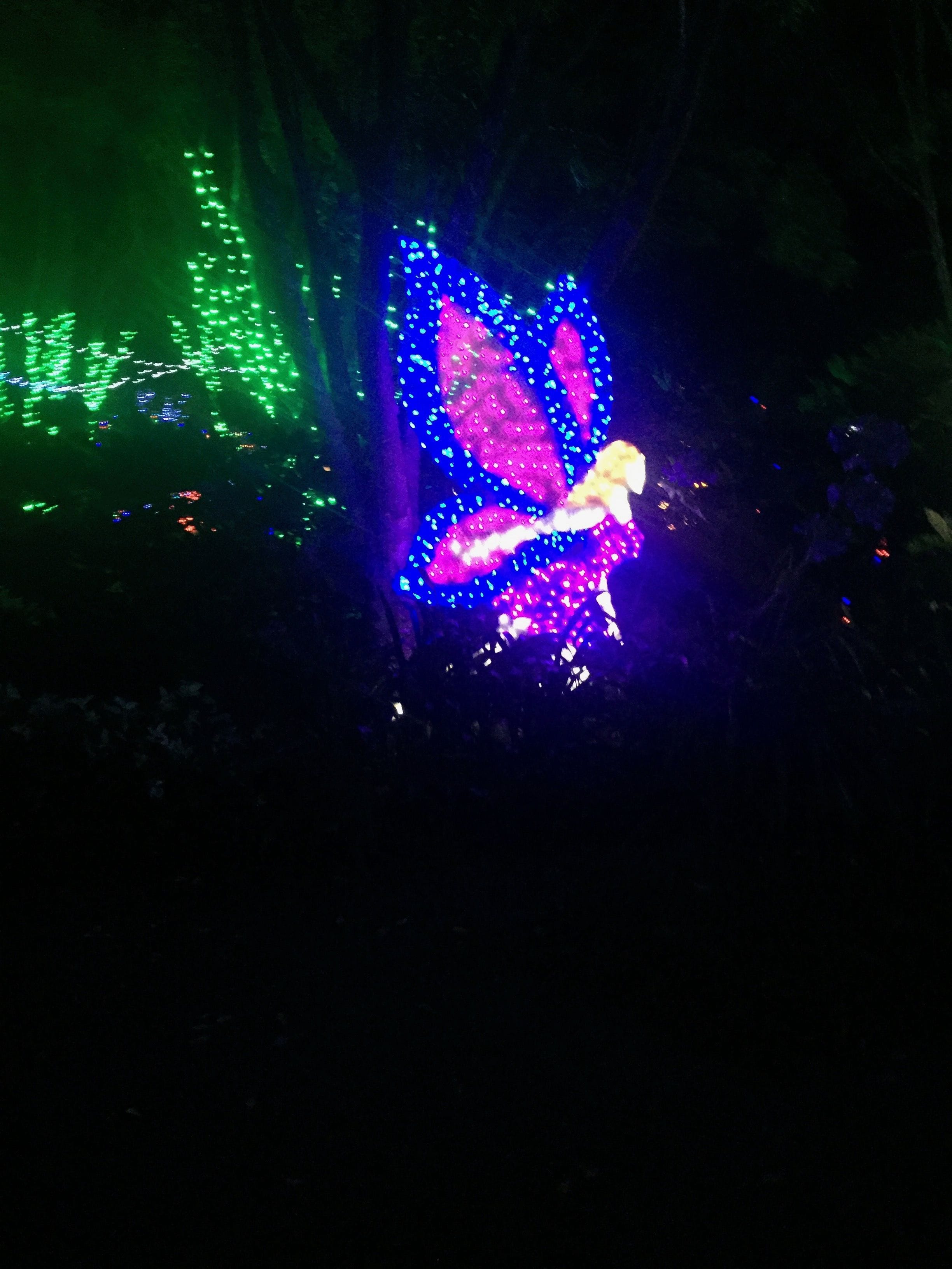 Hunter Valley Christmas Lights Spectacular Image -5b3abbe177449
