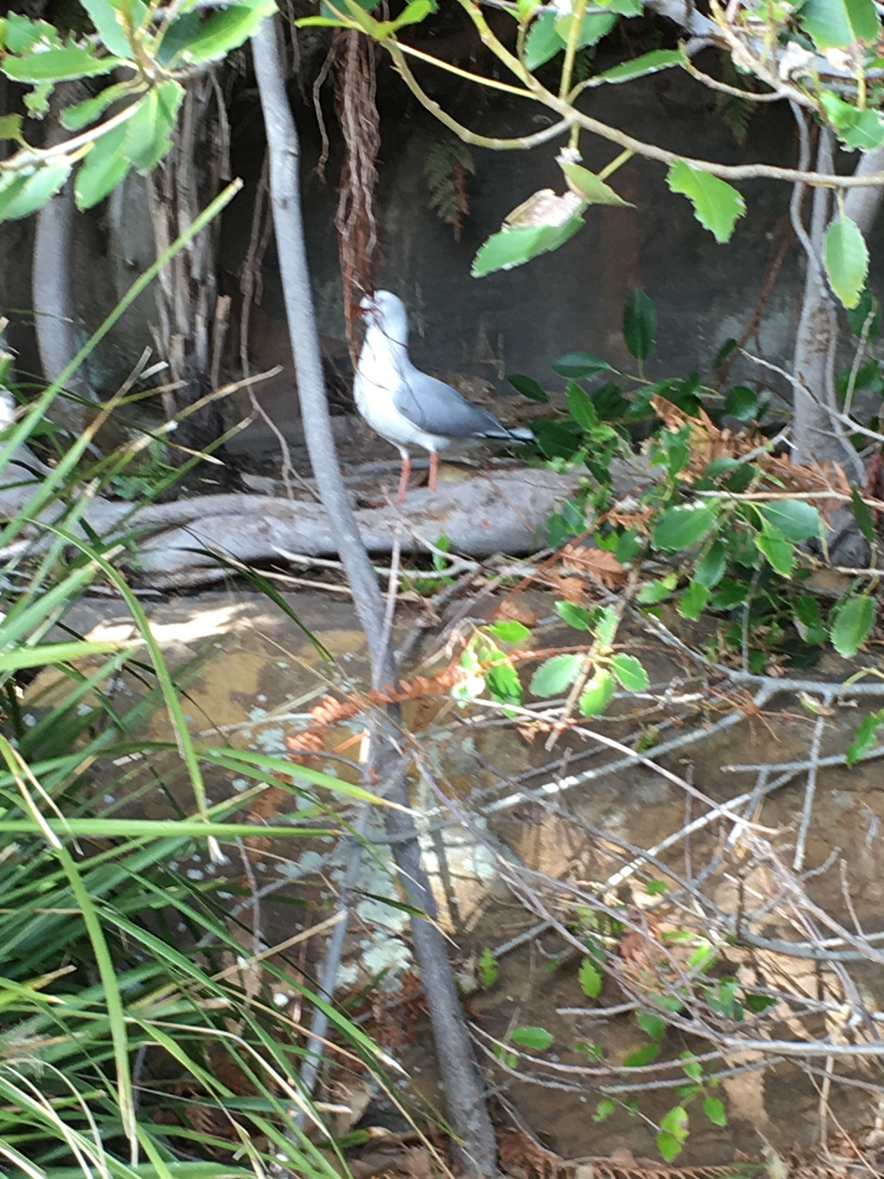 Cockatoo Island Parramatta River [ Kincumber probus group [September 2018] Image -5b8ef575a7008