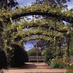 Mount Tomah Botanical Gardens Image -5be7527478fbd