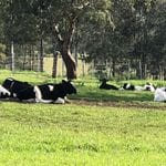 Tocal Homestead Public Day Tour - May 2019 Image -5ce4f496e75b1