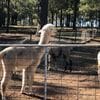 Tanglin Lodge Alpaca Farm - Public Day Tour.