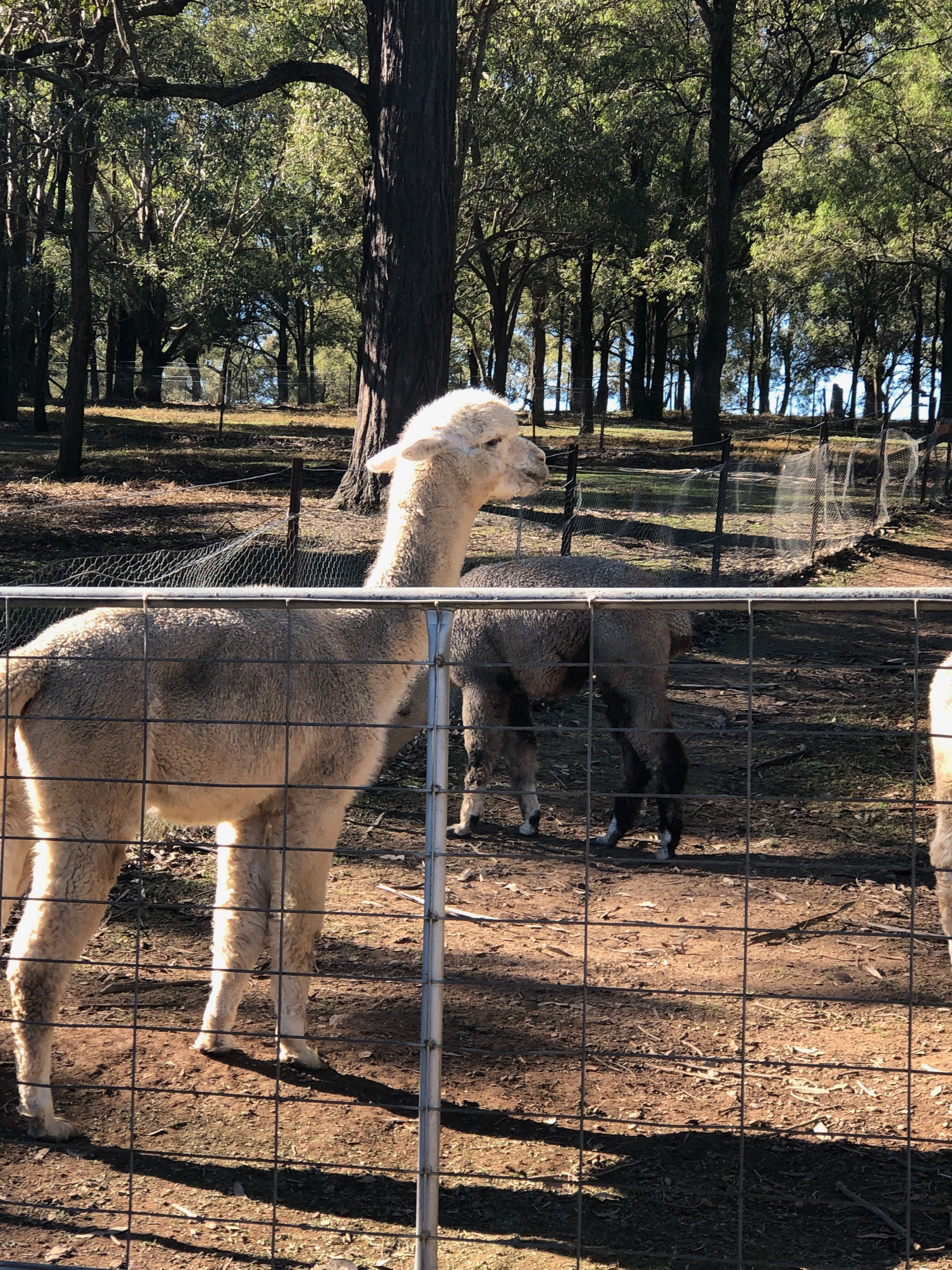 Tanglin Lodge Alpaca Farm - Public Day Tour. Tanglin Lodge Alpaca Farm - Public Day Tour.