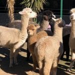 Tanglin Lodge Alpaca Farm - Public Day Tour. Image -5d2e29c0dc8e1
