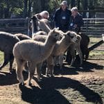 Tanglin Lodge Alpaca Farm - Public Day Tour. Image -5d2e2a139bd0c