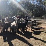 Tanglin Lodge Alpaca Farm - Public Day Tour. Image -5d2e2a16d5d8c
