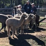Tanglin Lodge Alpaca Farm - Public Day Tour. Image -5d2e2b6db3a97