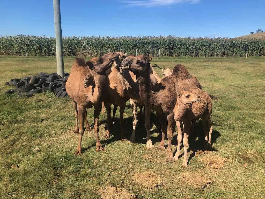 Camel Farm 21st April 20222 Camel Farm 21st April 20222