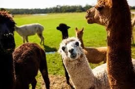 Iris Lodge Alpaca Farm Iris Lodge Alpaca Farm