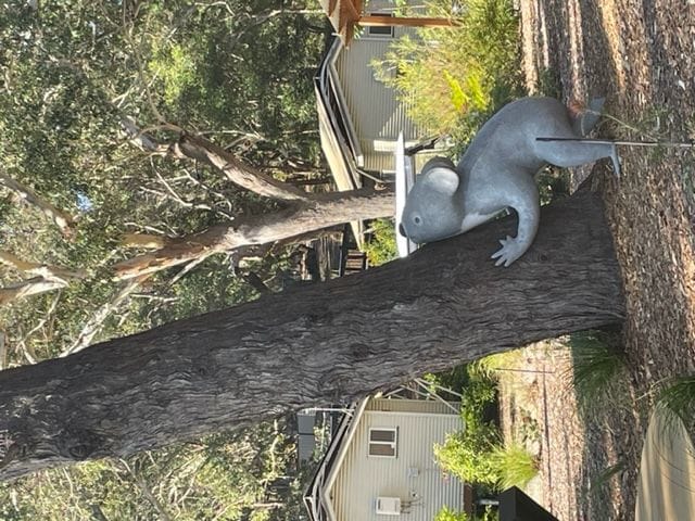 Koala Sanctuary Photos June 2022 Image -62ab98b040786