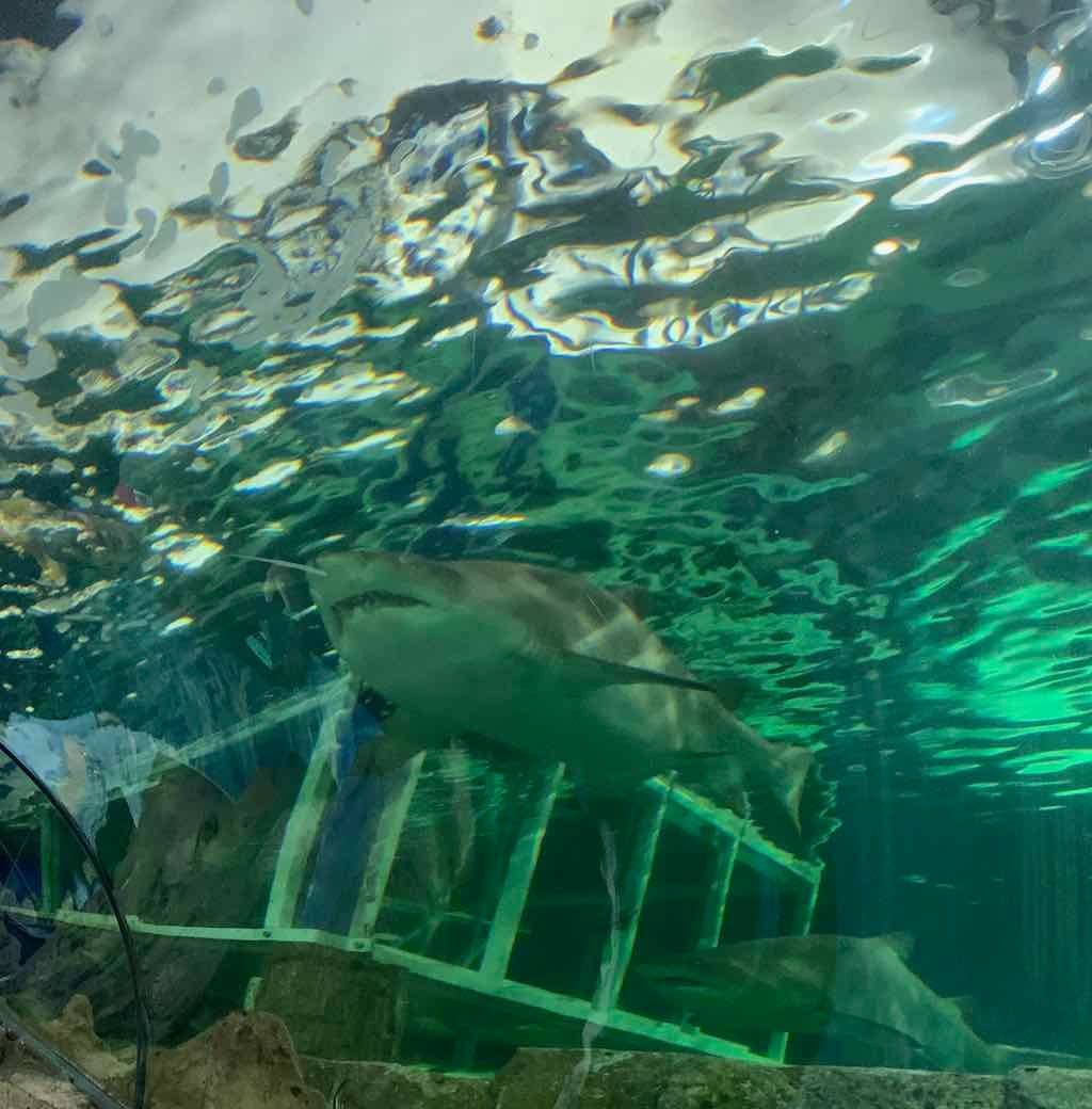 Sealife Sydney Aquarium - 12th July 2022 Image -62cd0cff85cbd