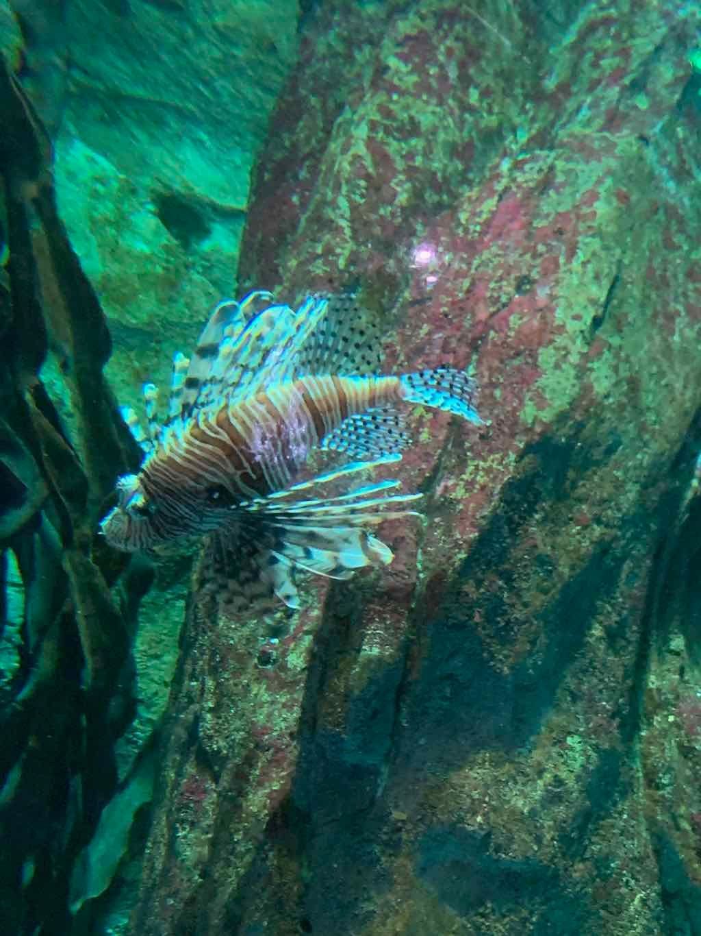 Sealife Sydney Aquarium - 12th July 2022 Image -62cd0d005b260