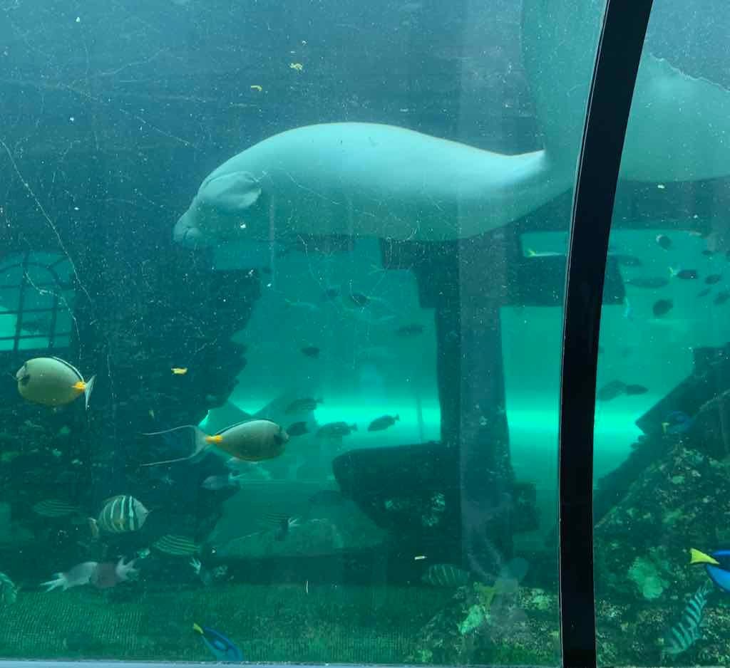 Sealife Sydney Aquarium - 12th July 2022 Image -62cd0d008cd46