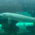 Sealife Sydney Aquarium - 12th July 2022 Image -62cd0d00bfccd