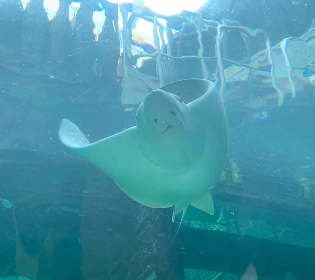 Sealife Sydney Aquarium - 12th July 2022 Image -62cd0d011b4fe