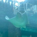 Sealife Sydney Aquarium - 12th July 2022 Image -62cd0d011b4fe