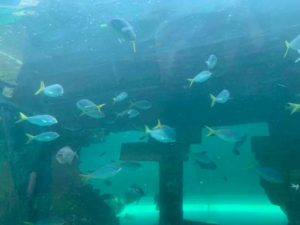 Sealife Sydney Aquarium - 12th July 2022 Image -62cd0d017219f