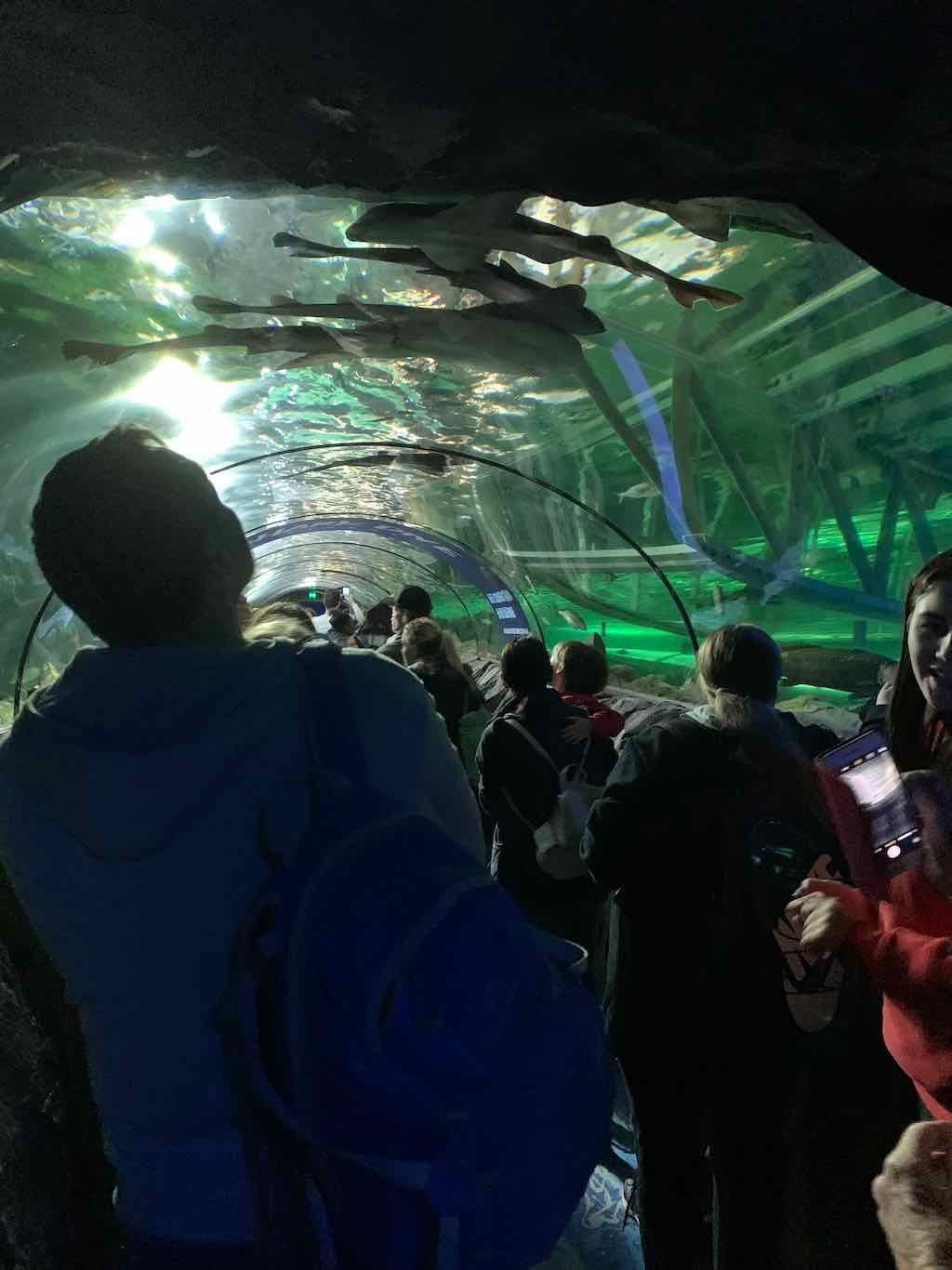 Sealife Sydney Aquarium - 12th July 2022 Image -62cd0d01c504e