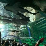 Sealife Sydney Aquarium - 12th July 2022 Image -62cd0d01eb594