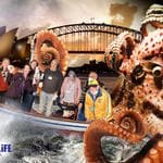 Sealife Sydney Aquarium - 12th July 2022 Image -62cd26b21cdb2
