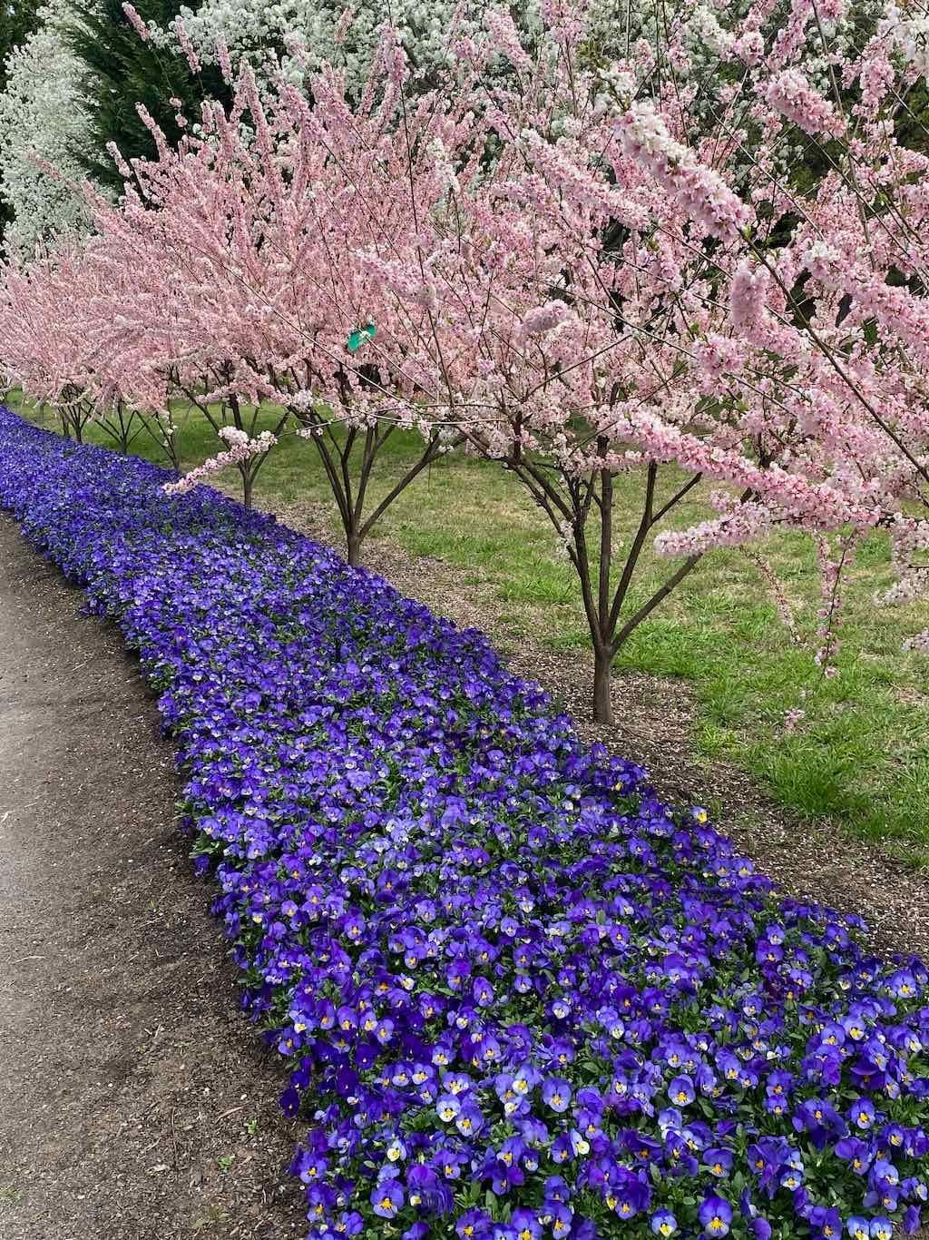 September 2022 Canberra Floriade Image -632cf4f42701e