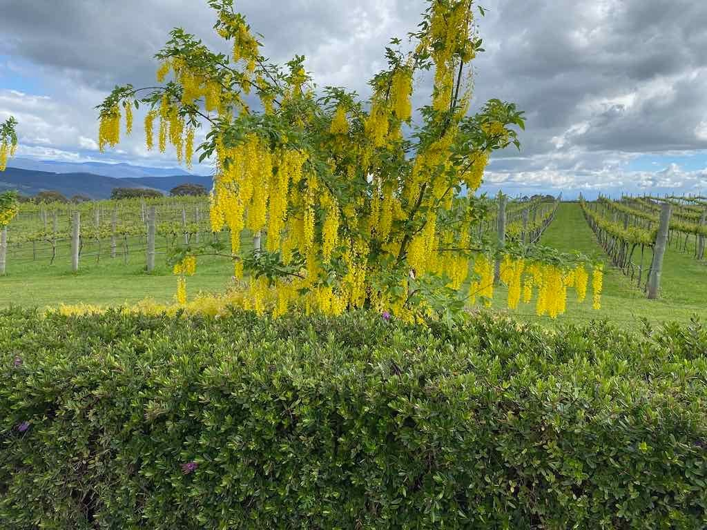 Braymont Gardens Image -637aa268eaa7f