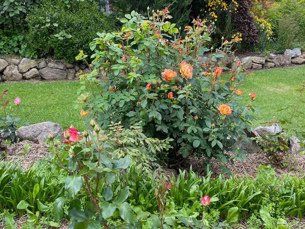 Braymont Gardens Image -637aa27244f7a