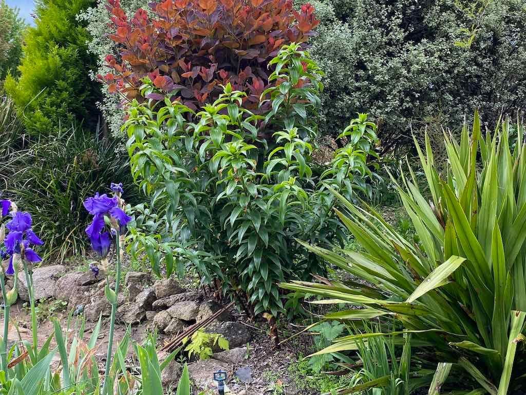 Braymont Gardens Image -637aa272e7165