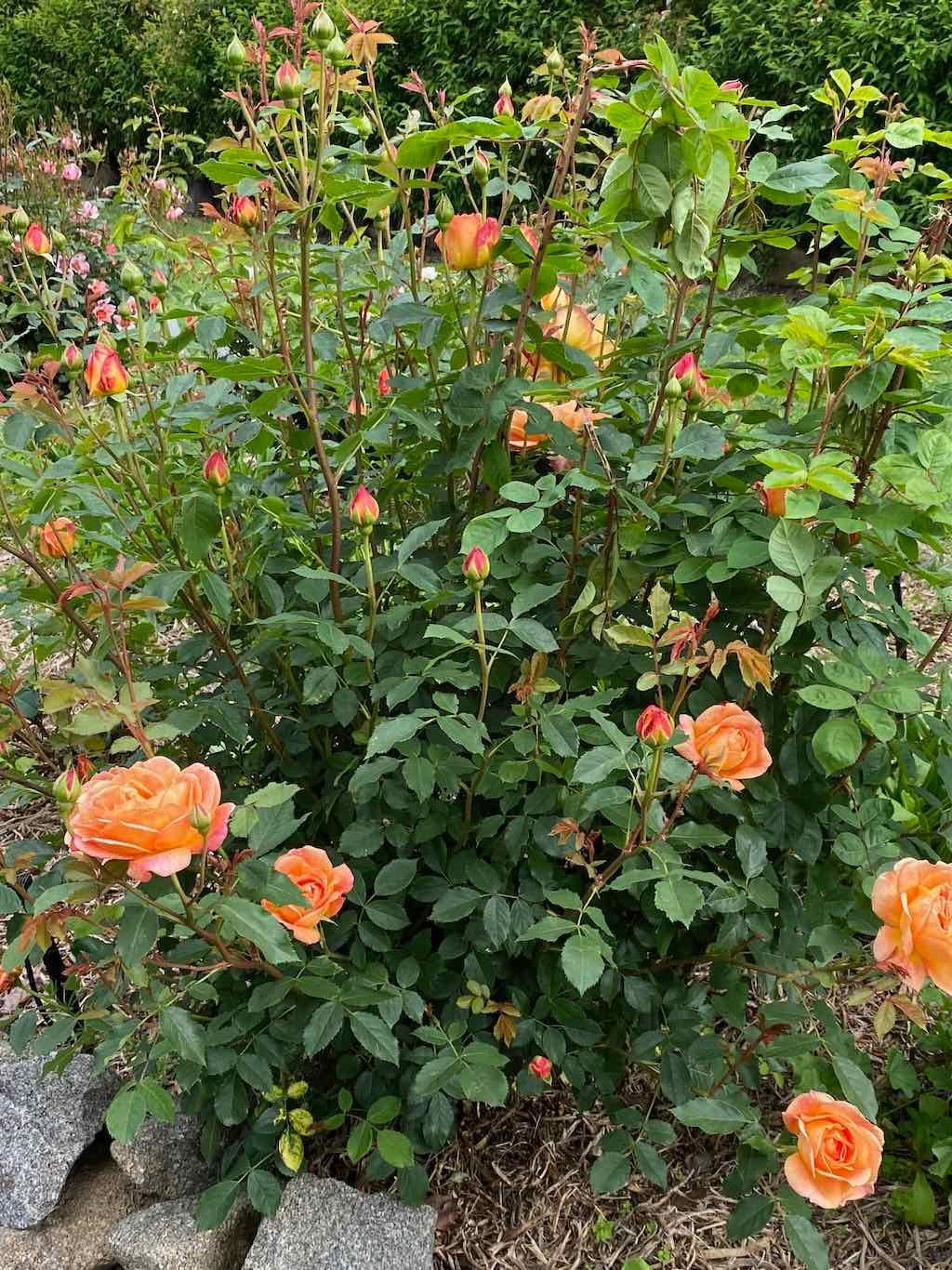 Braymont Gardens Image -637aa27384bc7