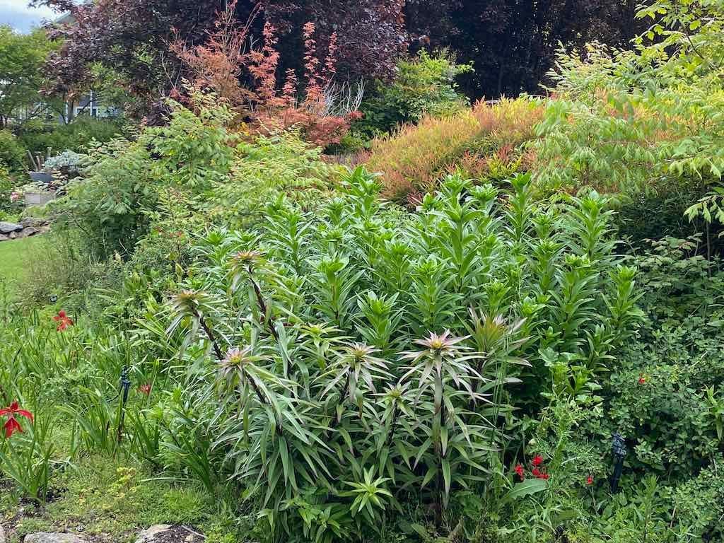 Braymont Gardens Image -637aa2746ffe0