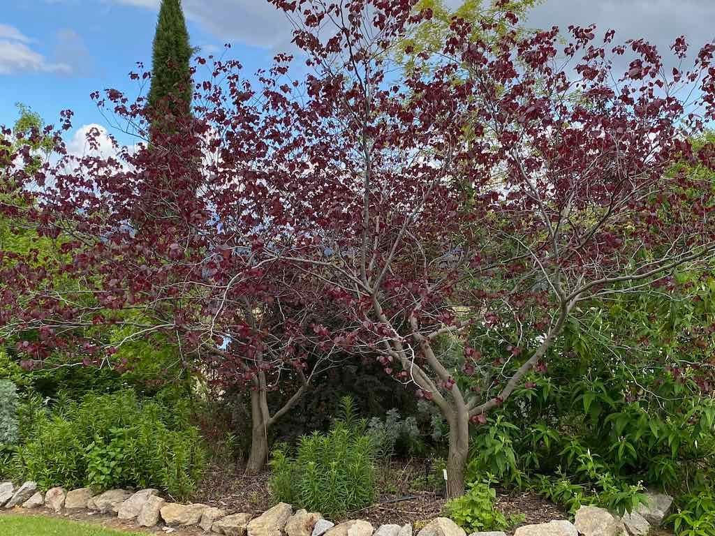 Braymont Gardens Image -637aa27549009