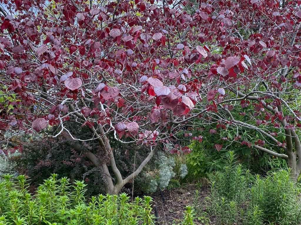 Braymont Gardens Image -637aa275d13c5