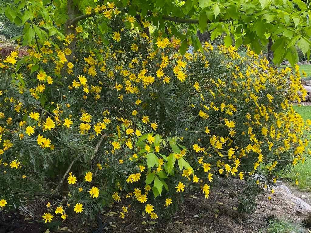 Braymont Gardens Image -637aa276a0352