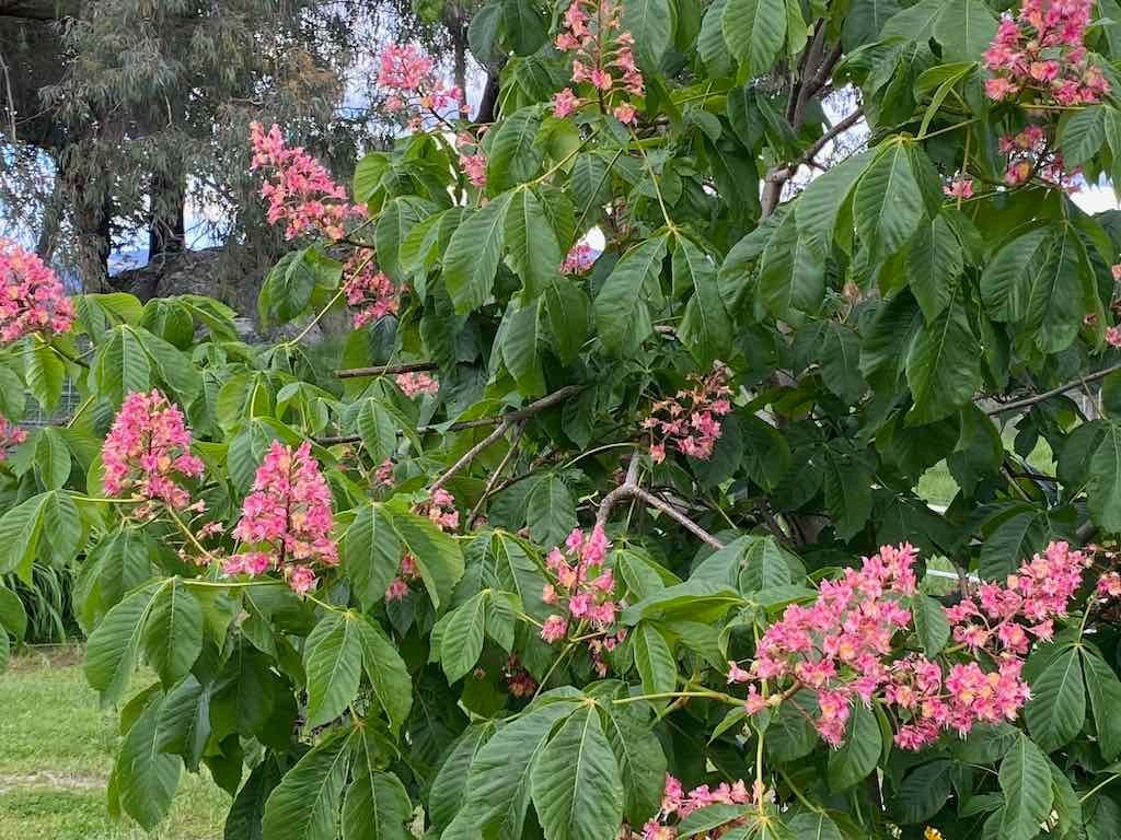 Braymont Gardens Image -637aa27a14530