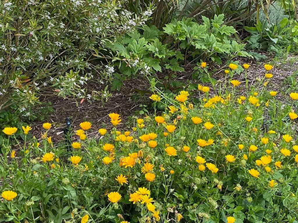 Braymont Gardens Image -637aa27b3349a